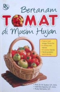 Bertanam Tomat Di Musim Hujan